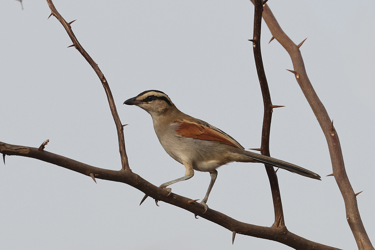 Black-Crowned Tchagra